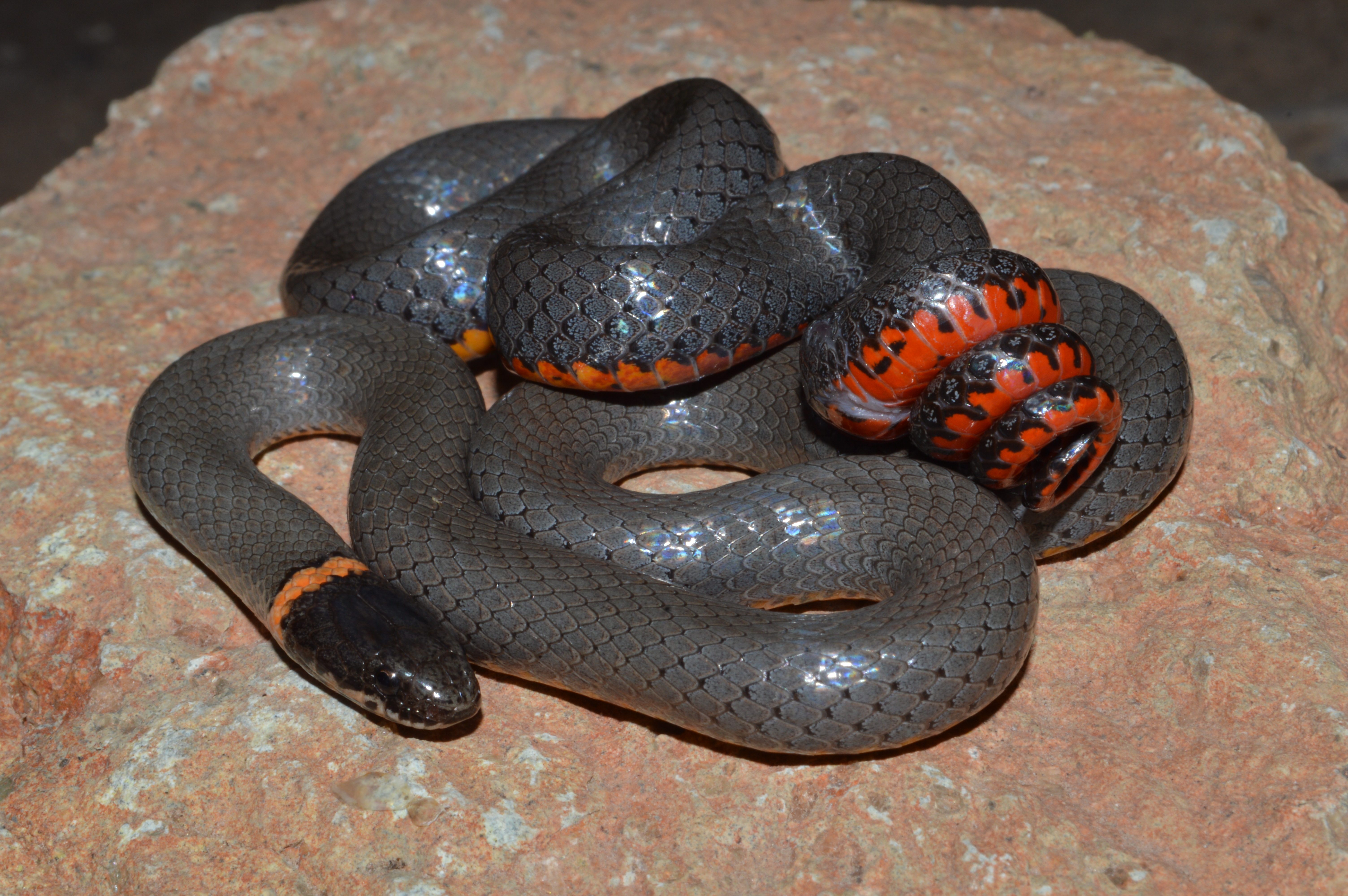 Ringneck Snake
