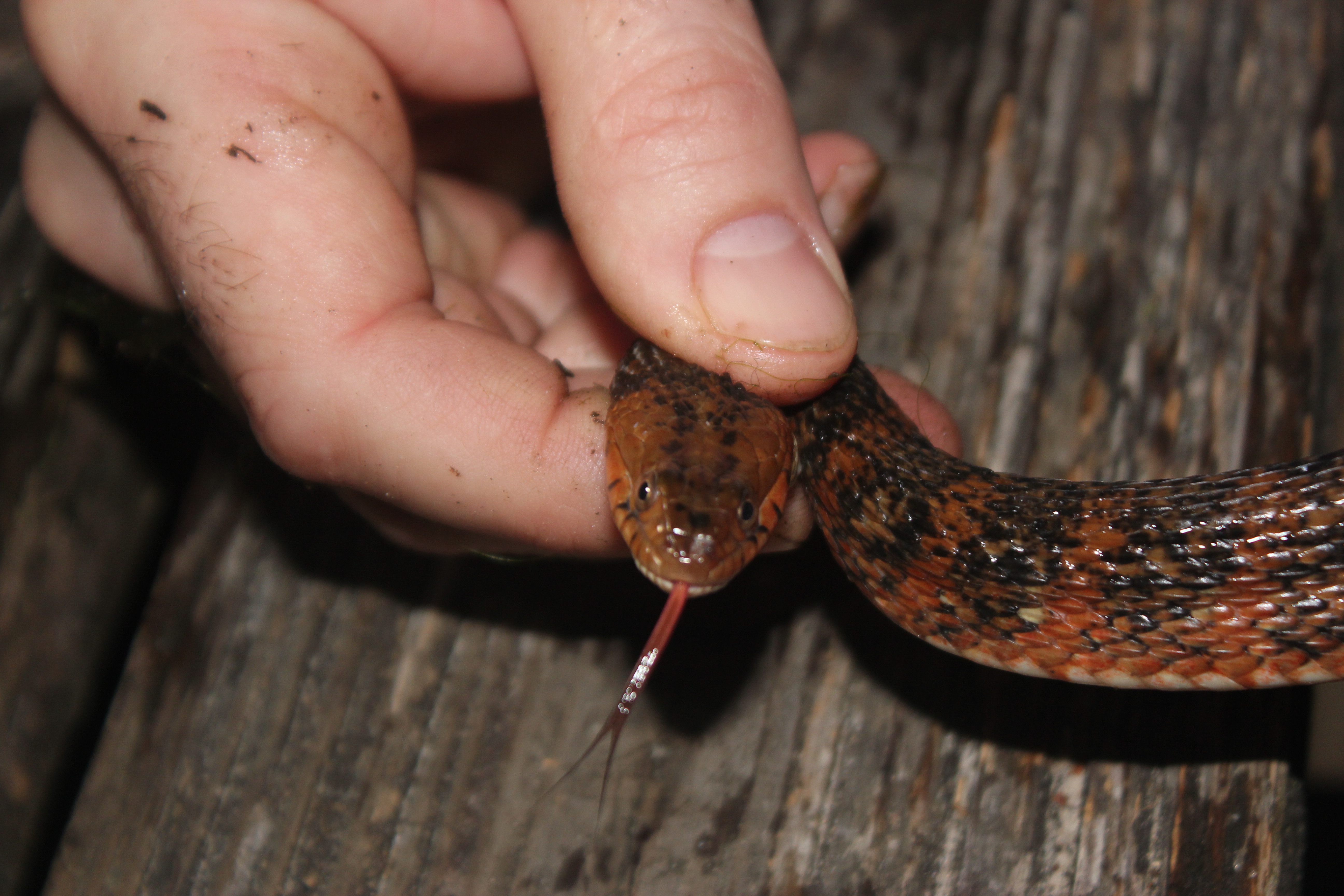 Banded Watern Snake