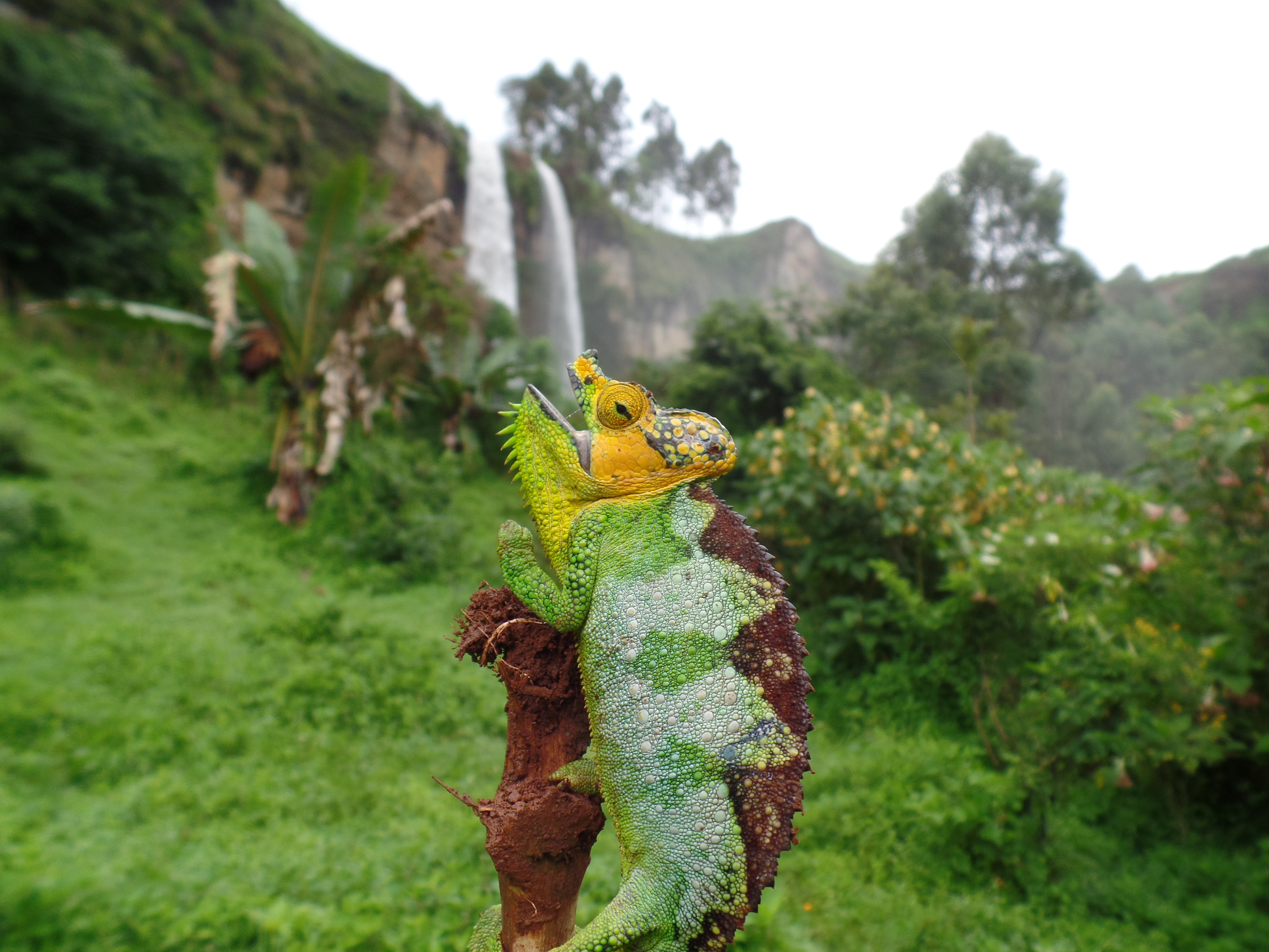 von Höhnel's Chameleon