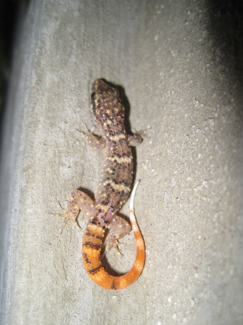 Dutch Leaf-footed Gecko