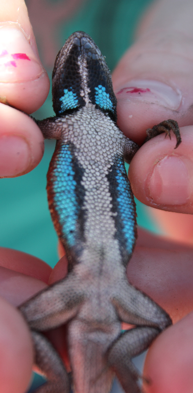 Southern Fence Lizard