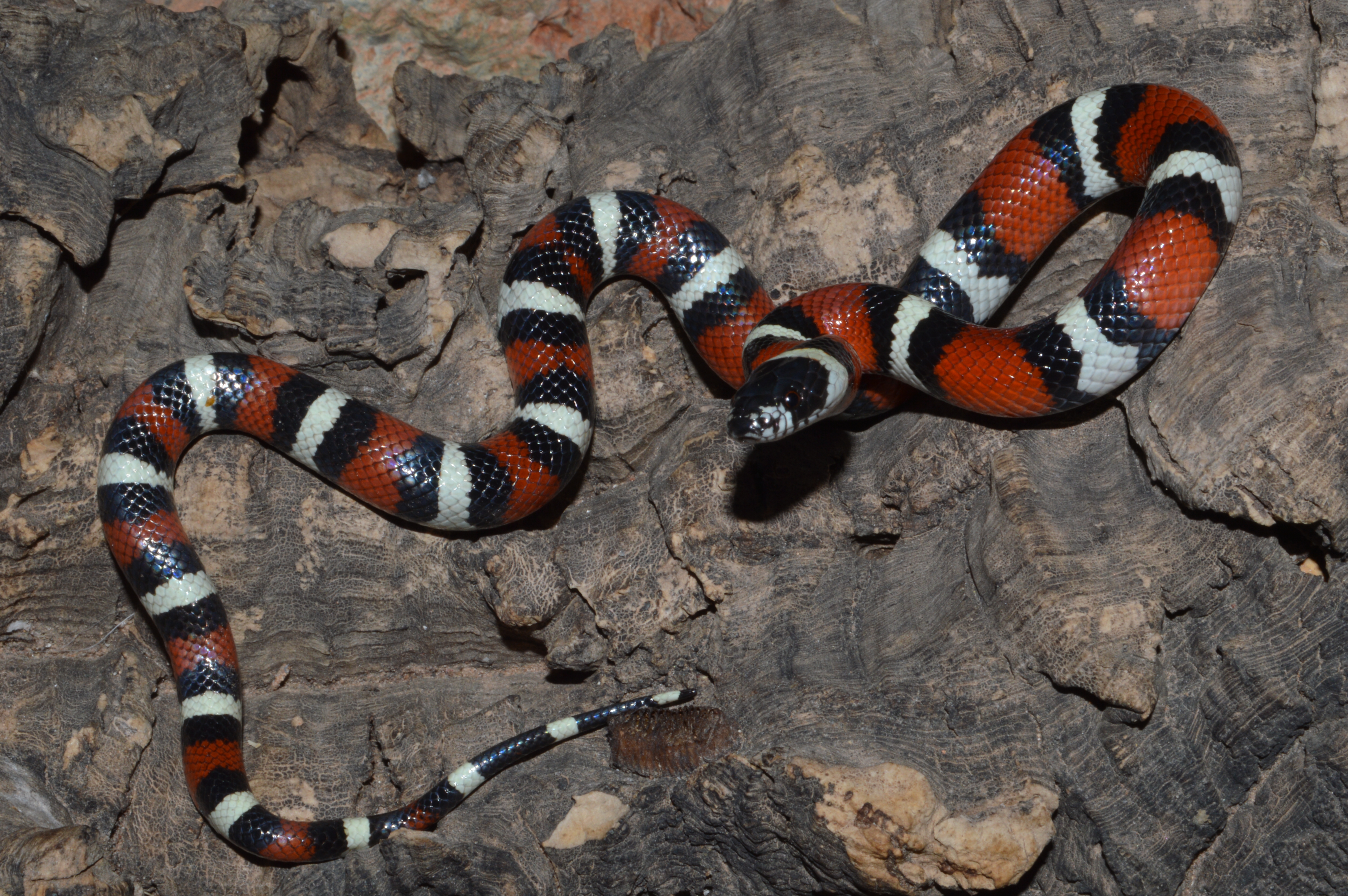 Western Milksnake