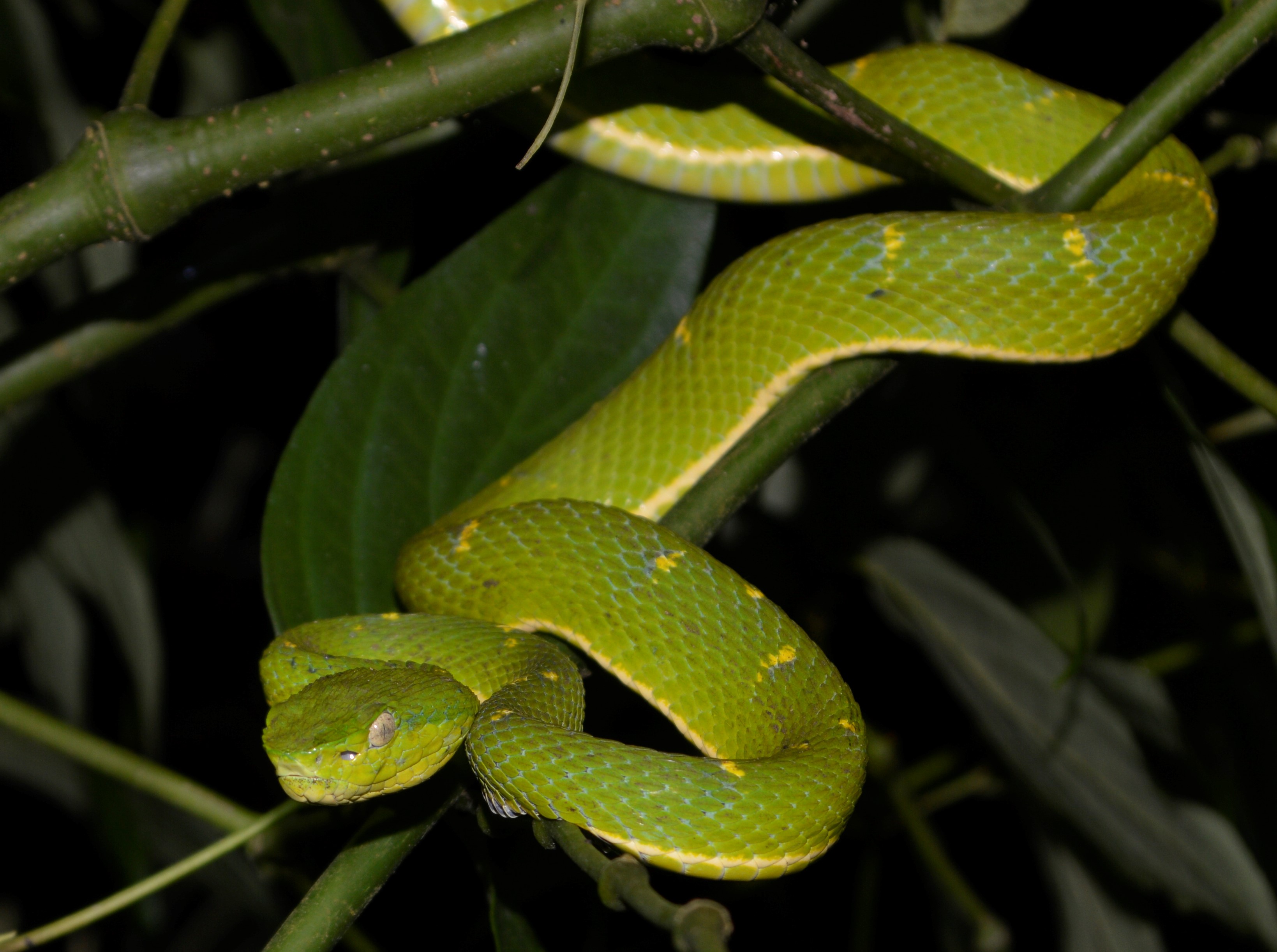 Side-striped Palm Viper