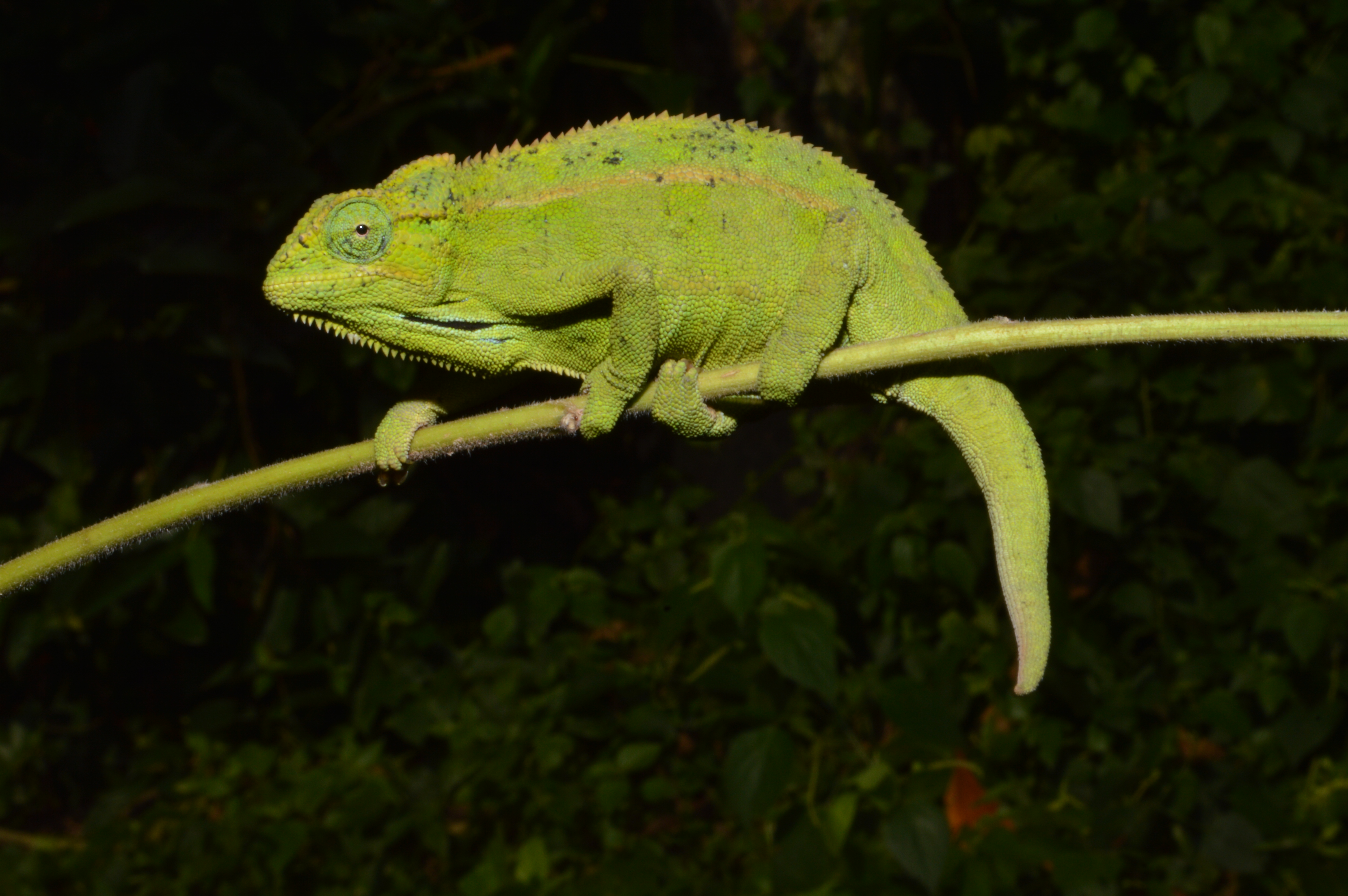 Side-striped Chameleon
