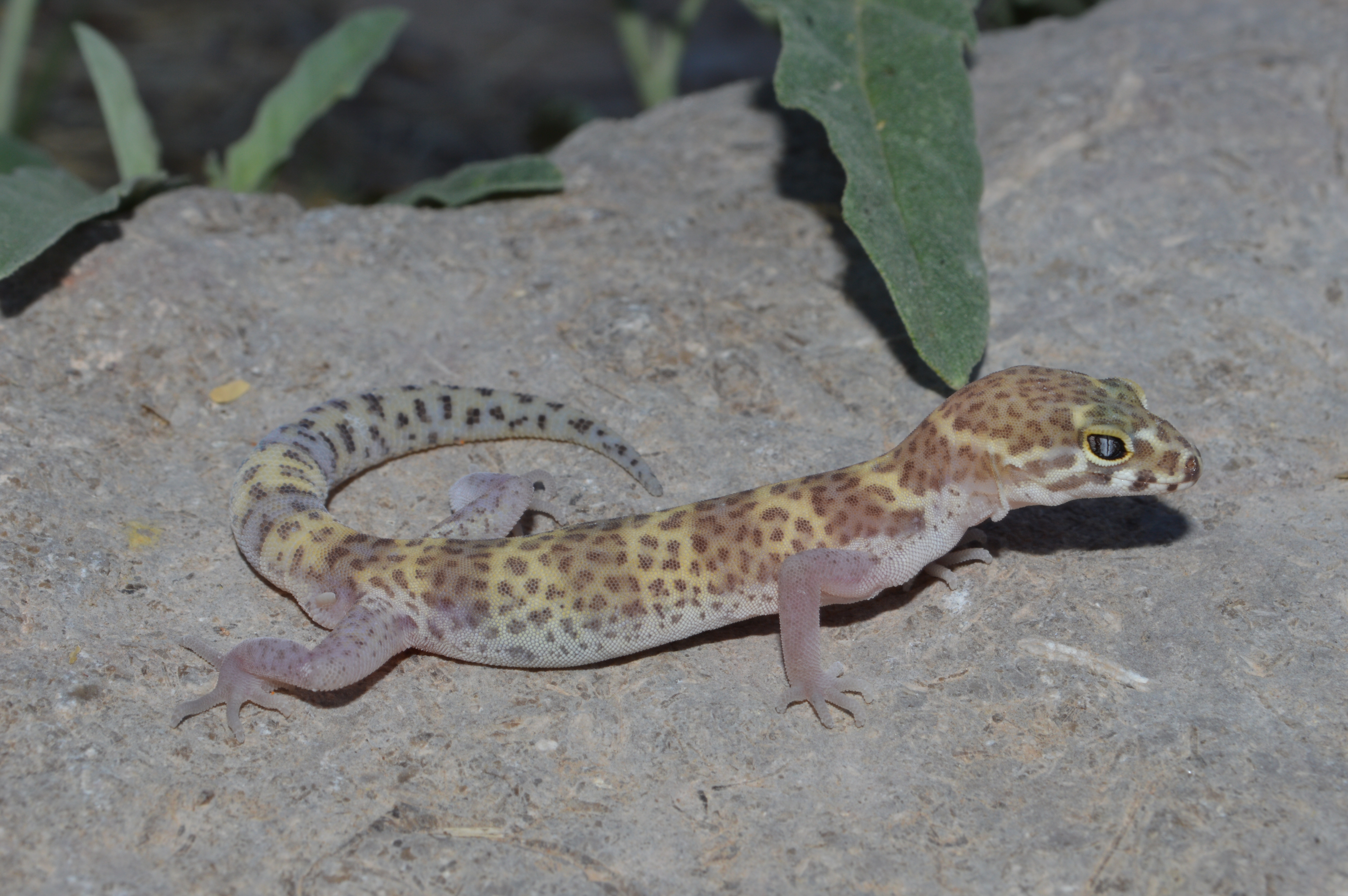 Texas Banded Gecko