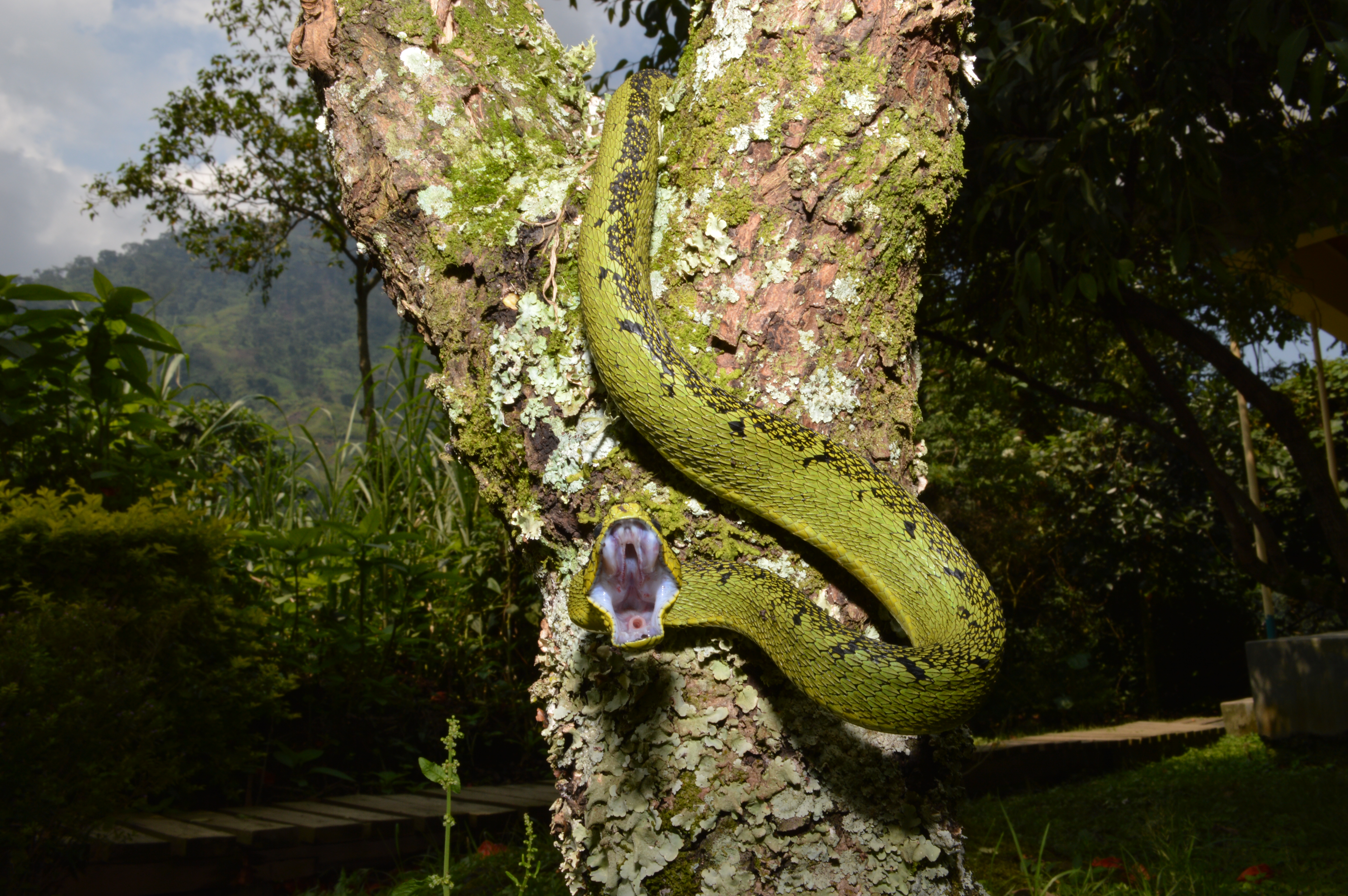 Great Lakes Bush Viper