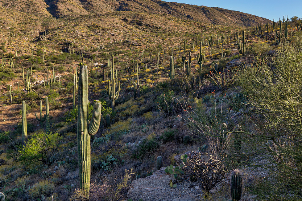 Saguaro National Park. ©Andrea Shandri Photography