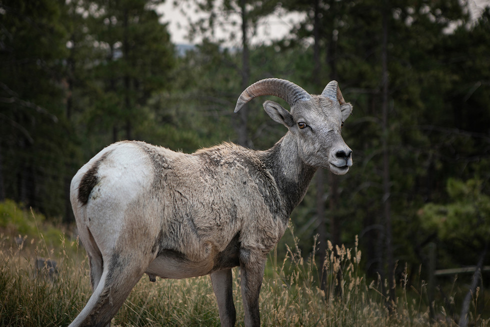 Custer State Park Wildlife Loop, Black Hills National Forest, South Dakota