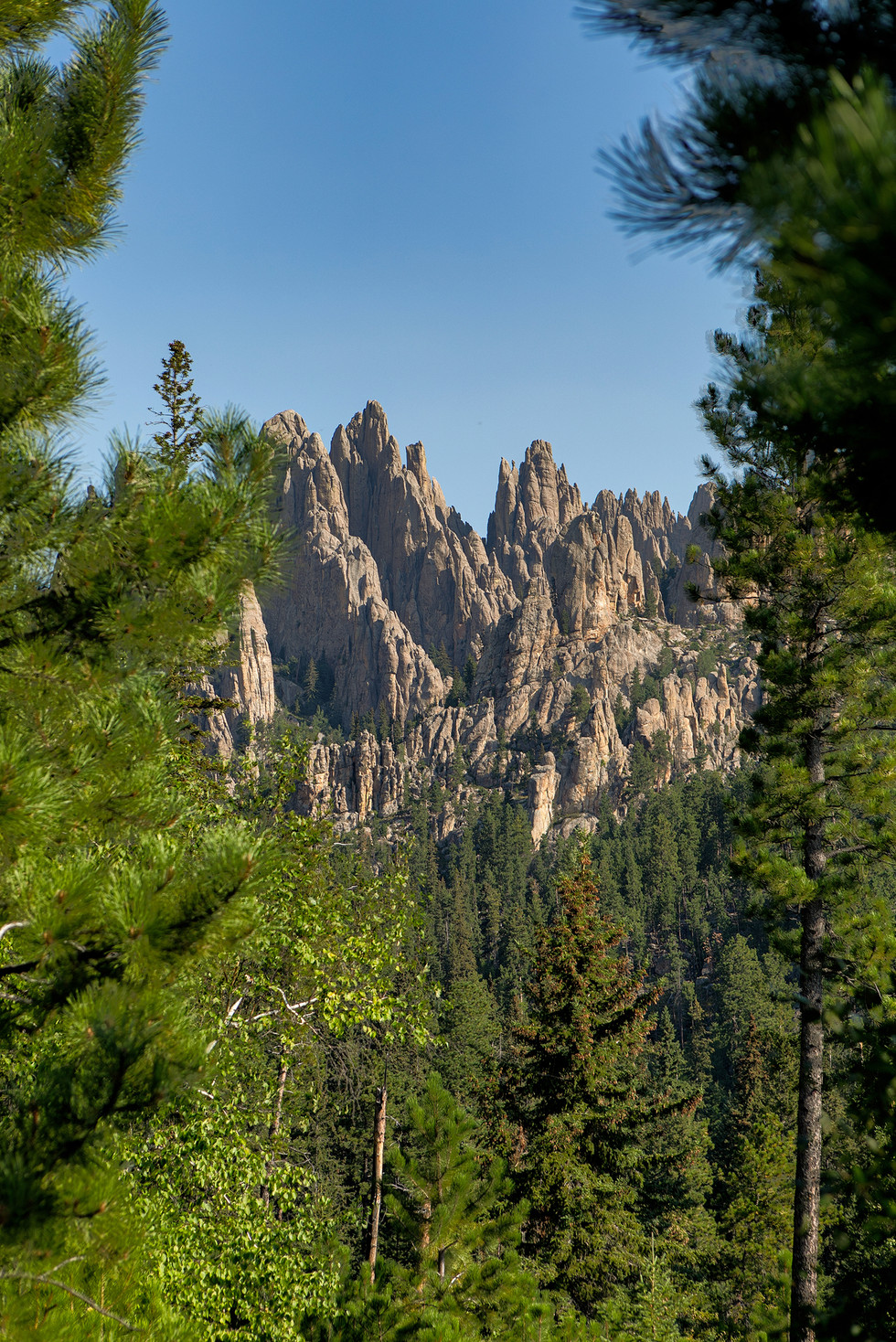 Black Hills National Forest, ©2024 Shandri Photography