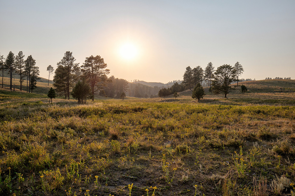 Black Hills National Forest, ©2024 Shandri Photography