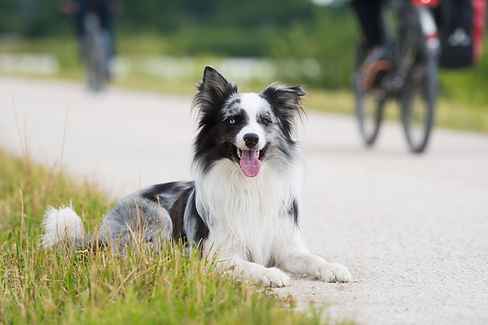 Dog goes biker out of the way.jpg