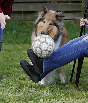 Therapiehund_2 (2017_06_05 14_57_22 UTC).jpg