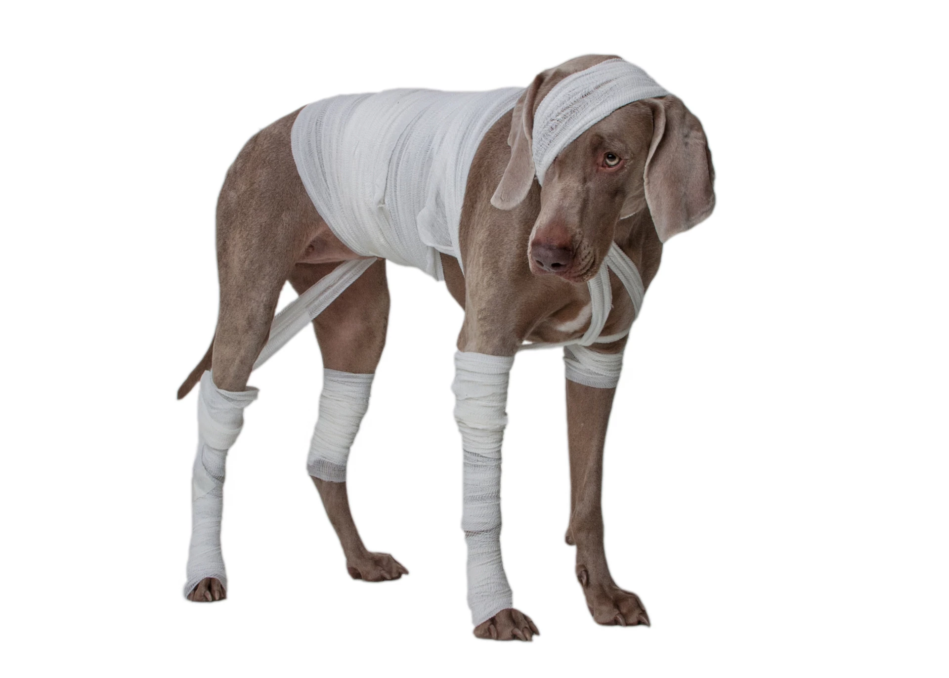 Schmerzen beim Hund erkennen | 07.06.2026 von 11.00 - 18.00Uhr |