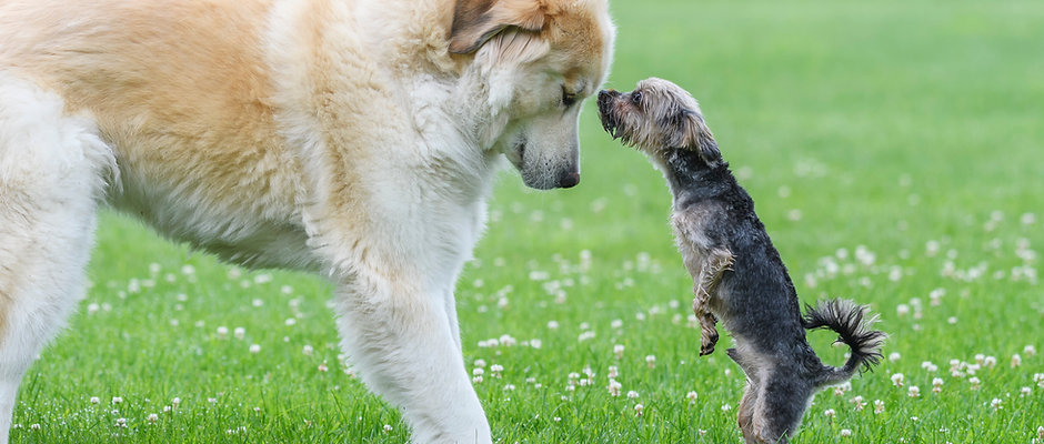 Hund-Hund-Kommunikation im Fokus | 18.04.2026 von 10.00 - 18.00Uhr in Magdeburg