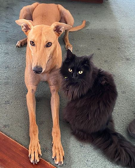 A light brown greyhound sitting next to a much smaller and much fluffier black cat, both staring at the camera accusingly.