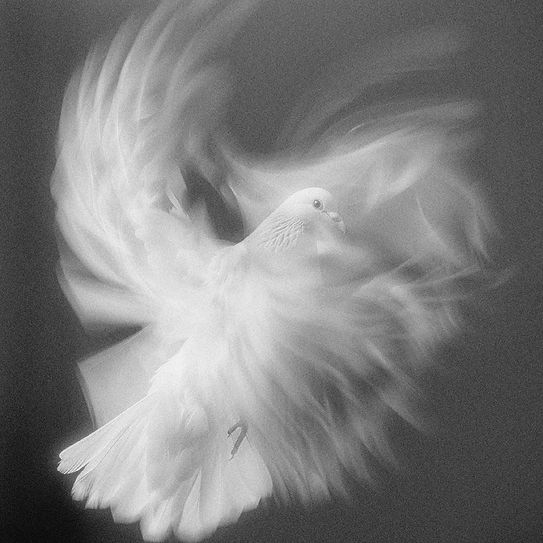 einavr_A_surreal_motion-blurred_image_of_a_white_dove_in_a_flow_a4bd4d92-585f-4028-ab89-fe