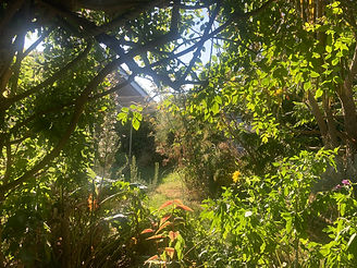Overgrown garden