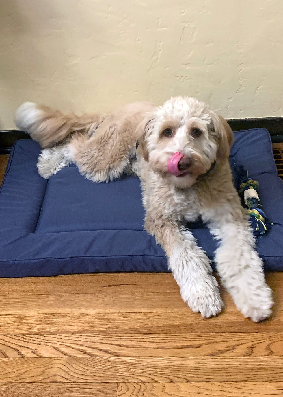 Cooper 10 mo