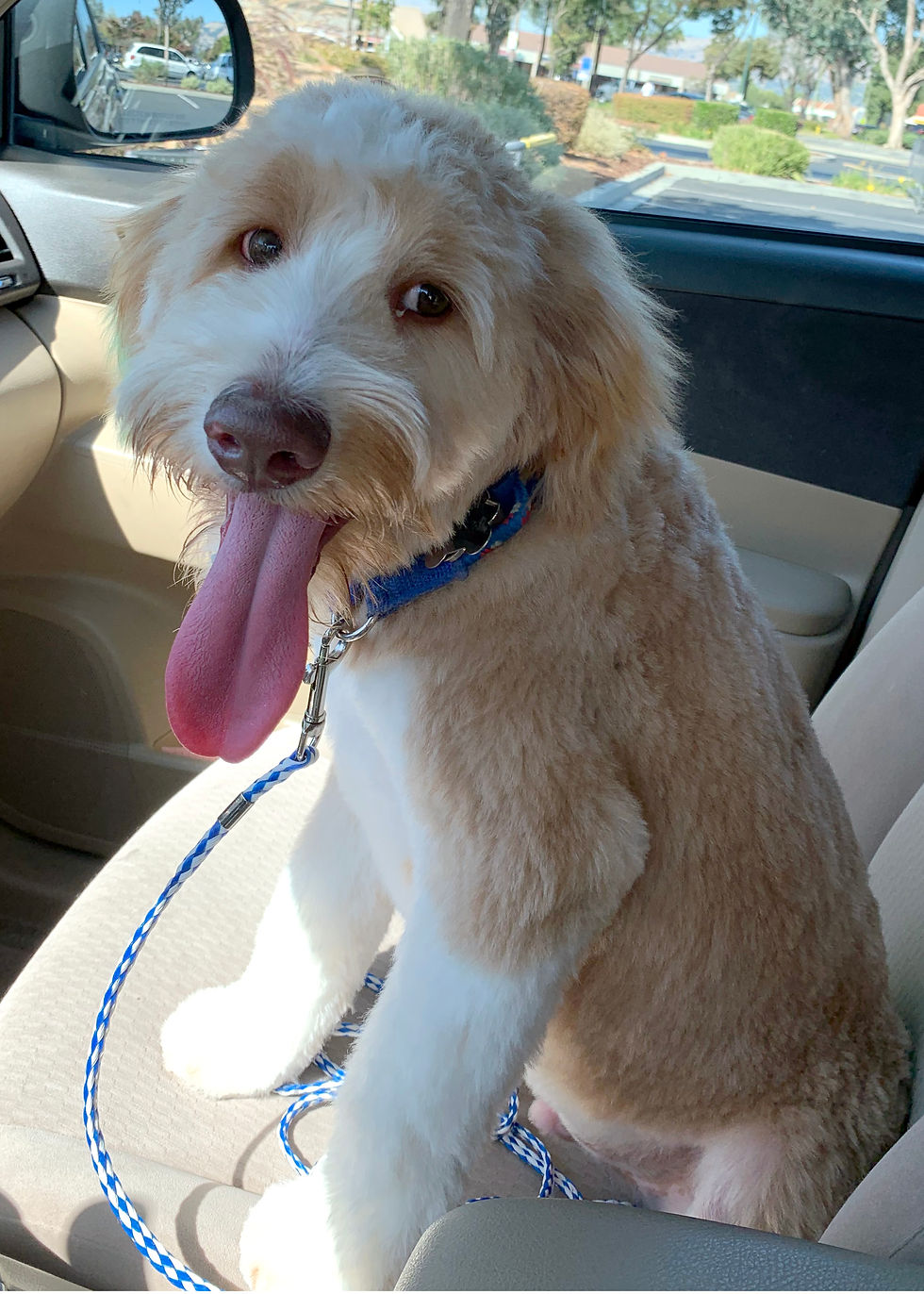 Cooper 10 mo