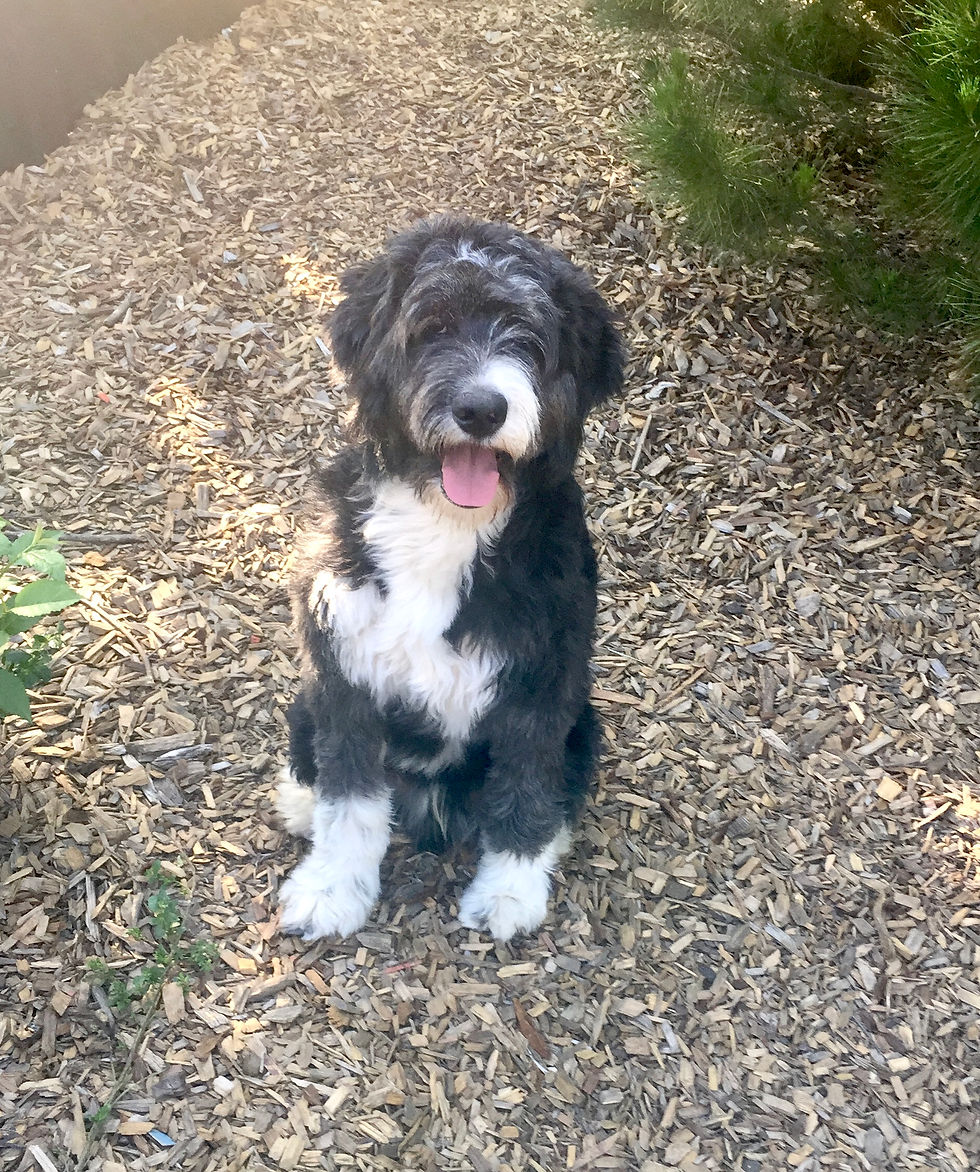 Bob 1 yr