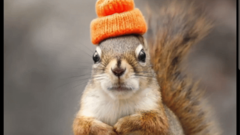 SquirrelThumb_2.gif