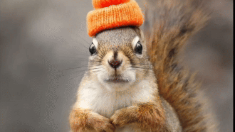 Samsung_squirrel_thumb_fnl.gif