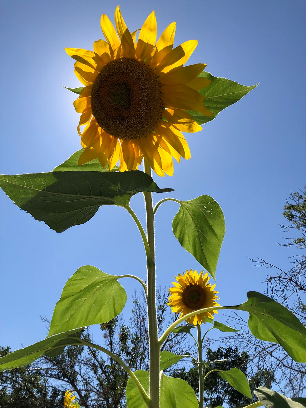 Thumbnail: Russian Mammoth SunFlower Seeds/10count