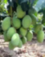 Safeda Mango