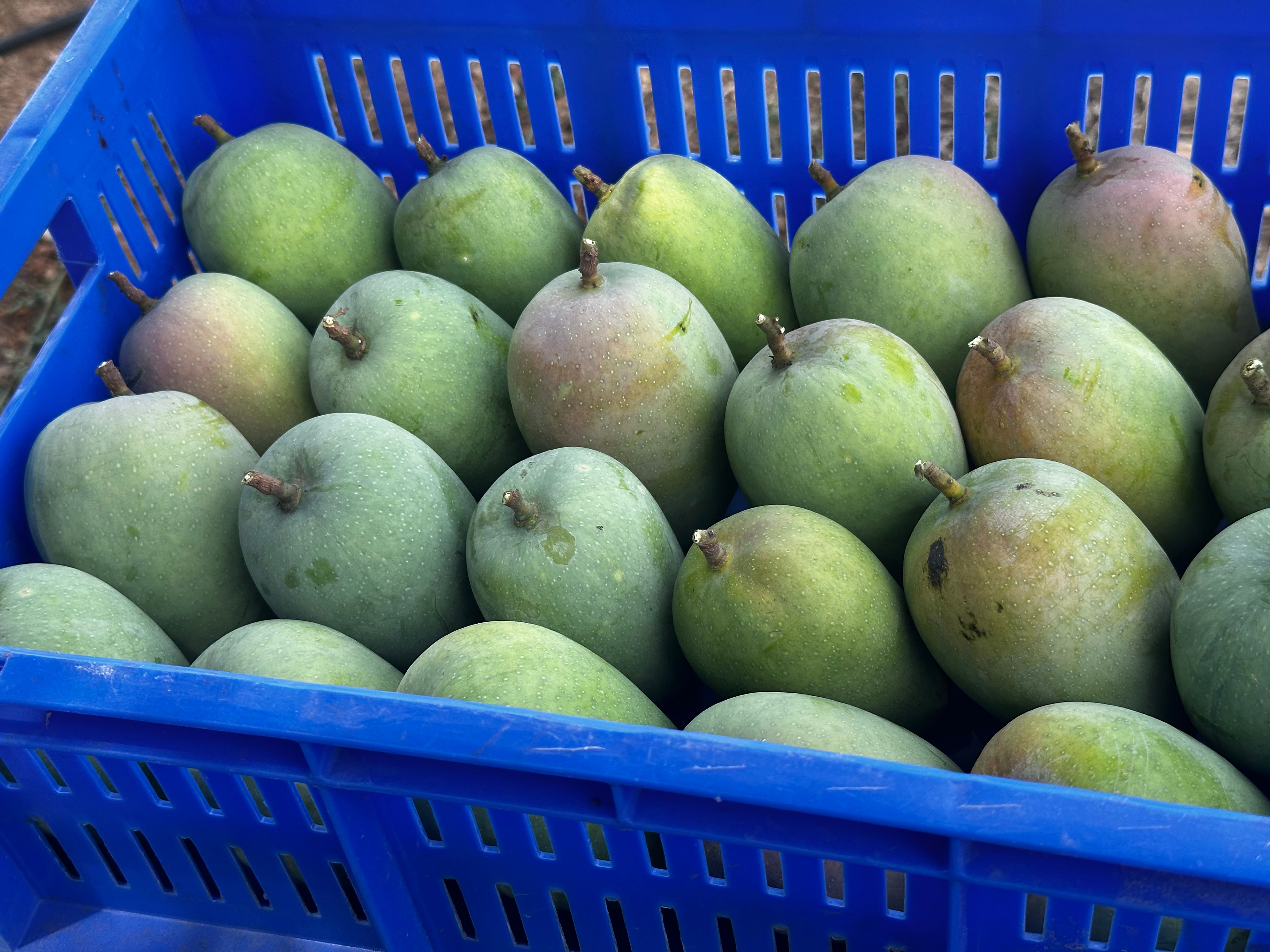 Buy Fresh Kesar Mangoes Online in Europe