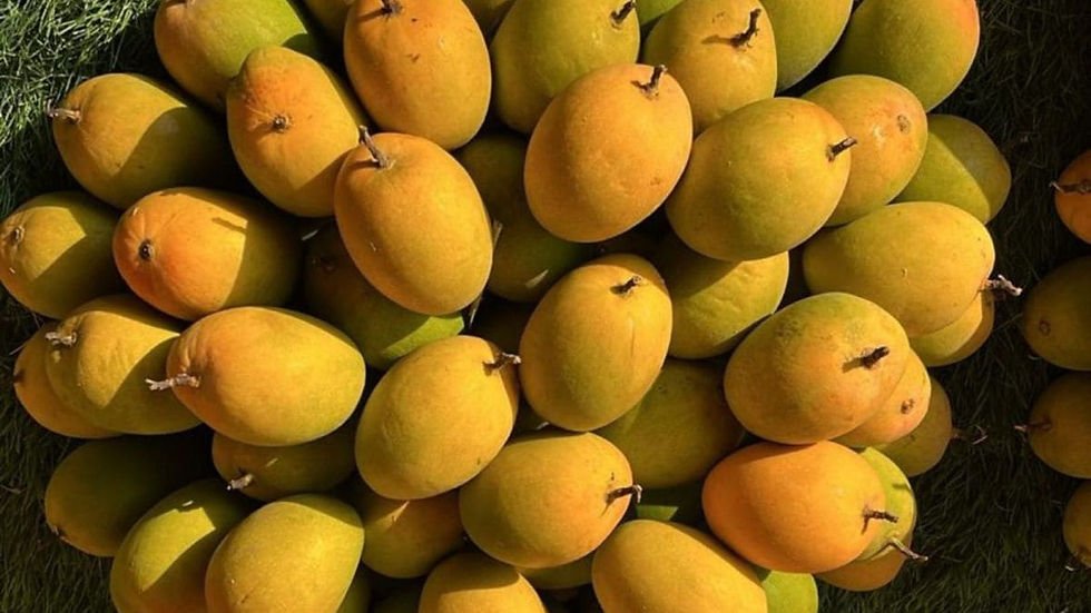 Mango Season Pass – A Subscription for Mango Lovers!