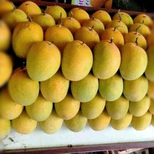Alphonso AR4 Mangoes USA