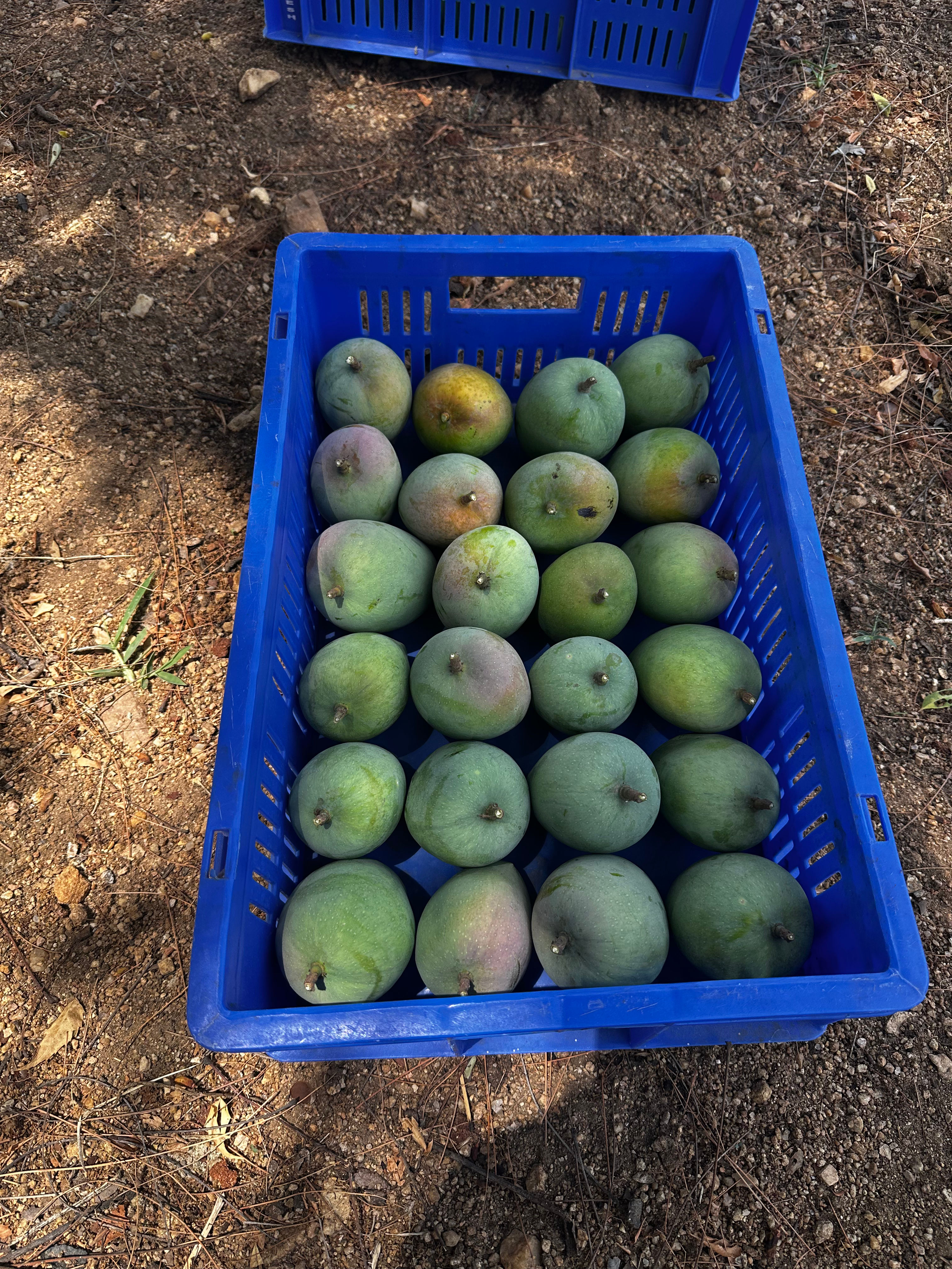 Buy Fresh Kesar Mangoes Online in Europe