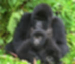 BWINDI.jpg