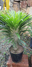 WhatsApp Image 2020-06-08 at 4.00.47 PM.