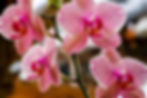 como-cruzar-orquideas-con-exito.jpg
