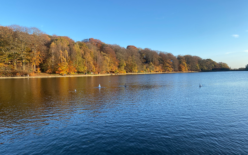 リーズのRoundhay Parkで見られる秋の木々と紅葉。Asket Hillとは別の場所