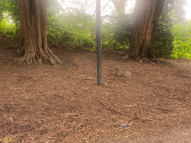 Roberts Park内で見つけたリス