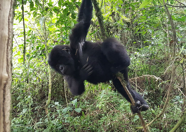 Young Gorilla Swinging on Vine