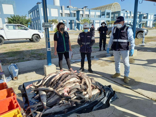 El tiburón martillo está protegido en el Ecuador, pero en el papel; el tráfico aumenta