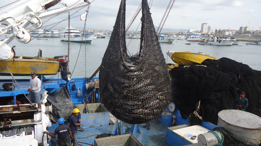 La mitad del atún enlatado en Ecuador es importado y de origen desconocido
