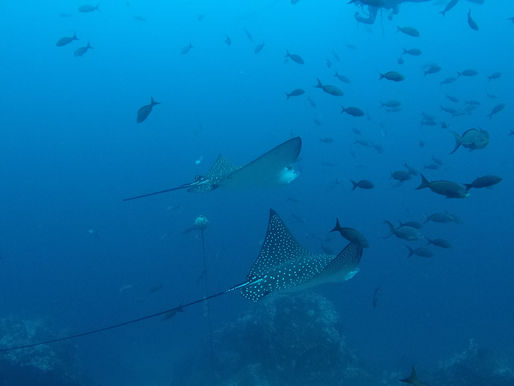 Galápagos y la Isla del Coco están más cerca de unirse       en la protección del mar