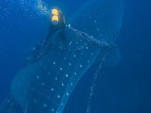 Heroica maniobra de buzo salva a tiburón ballena en Galápagos