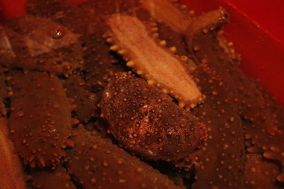Pepino de mar (Isostichopus fuscus) en las aguas de la Reserva Marina de Galápagos (RMG). Foto: Archivo 2025 Parque Nacional Galápagos.