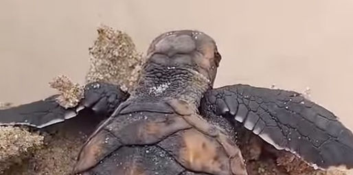 Entre nidos de tortugas y silencio oficial: el malecón de Manglaralto fue suspendido por orden judicial