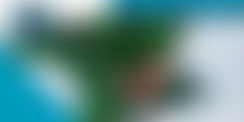 El futuro de los océanos depende del bienestar de los animales acuáticos, ellos sí sienten