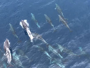 Los delfines festejan la vida en las islas Galápagos