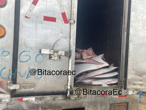 Camión con tráfico de mantarrayas