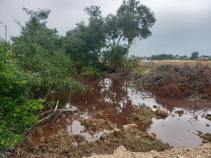 La tala de manglar, un delito que no se sanciona en El Oro