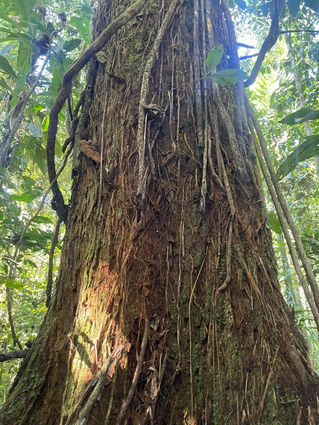 The chuncho: the last fine wood of Ecuador between predation and hope