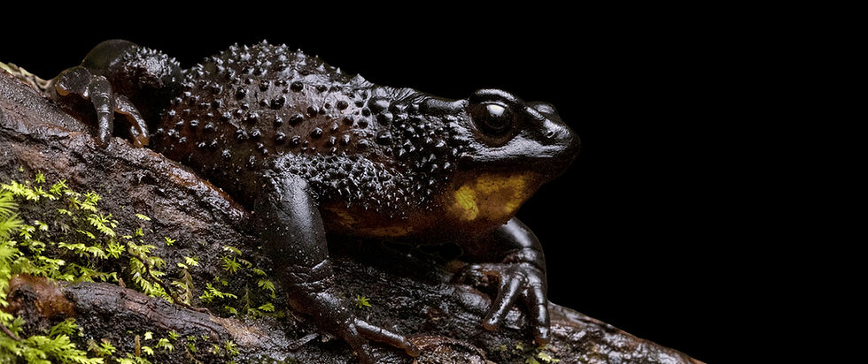 Luto ecológico y el Jambato de Cotopaxi